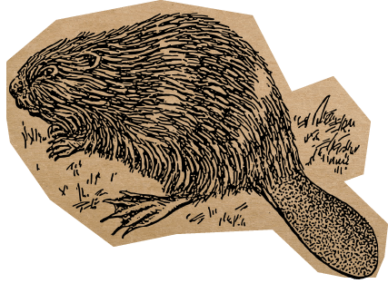 Beaver