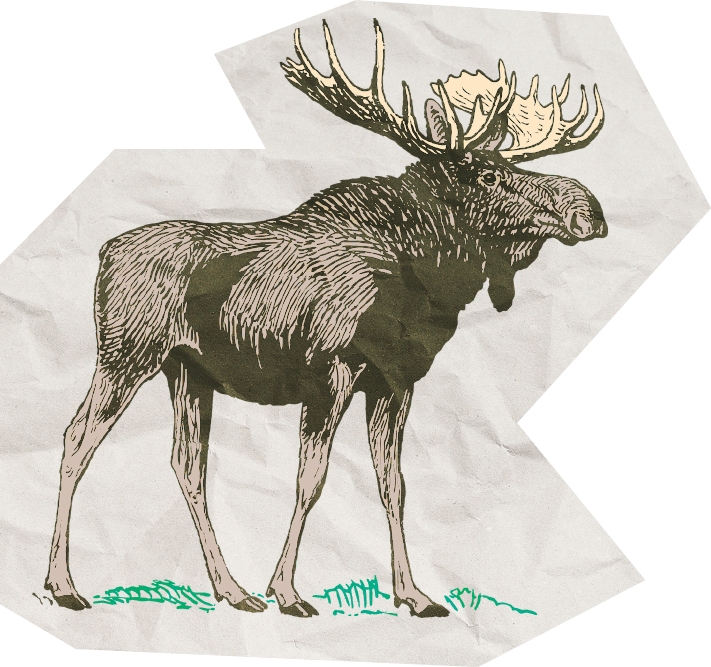 Elk